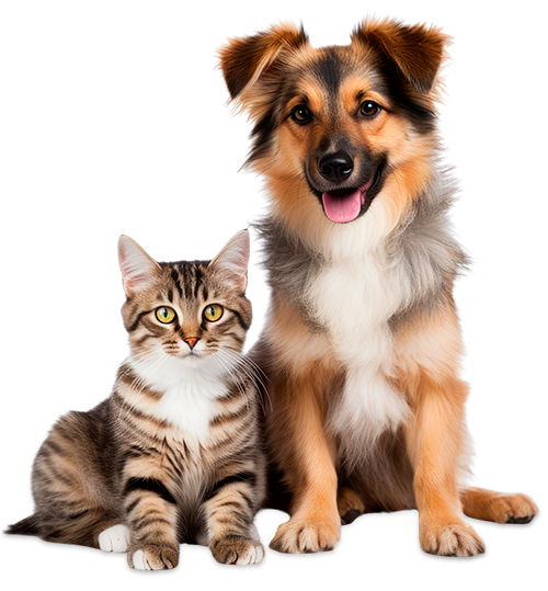 gato e cão pet a vet