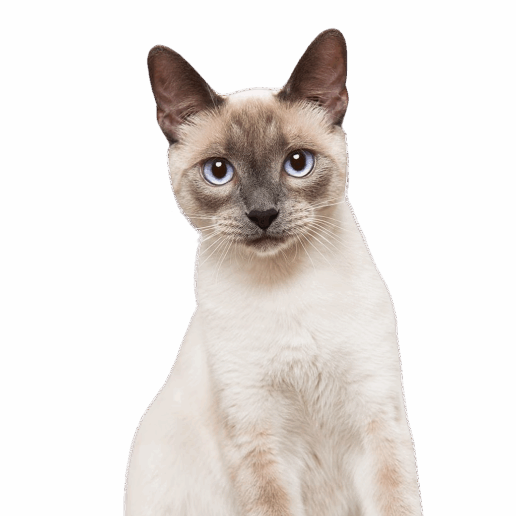 imagem gato fofo pet a vet centro veterinário