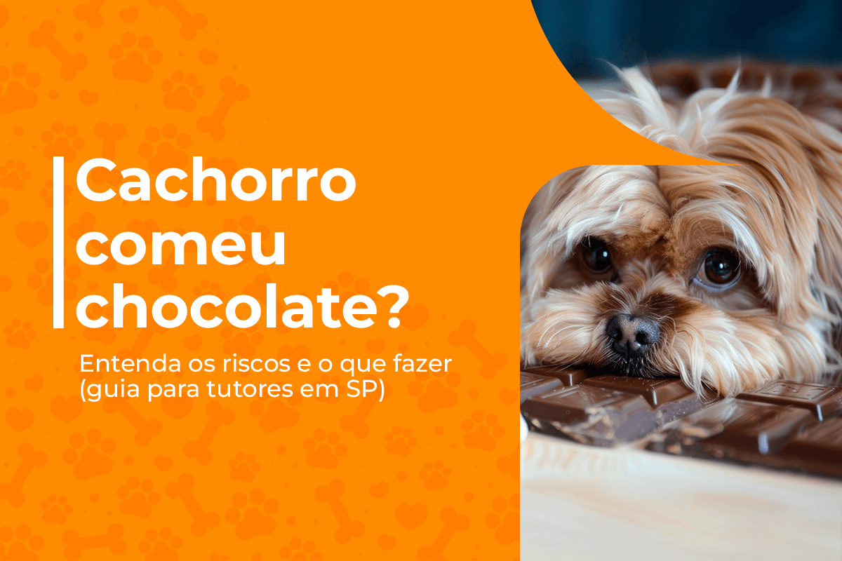 cachorro comeu chocolate saiba o que fazer pet a vet