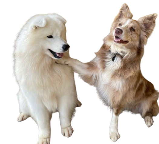 cães brincando hotel para cães vila madalena pet a vet