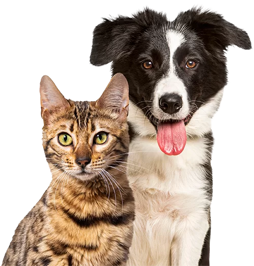 cão e gato clínica veterinária pet a vet