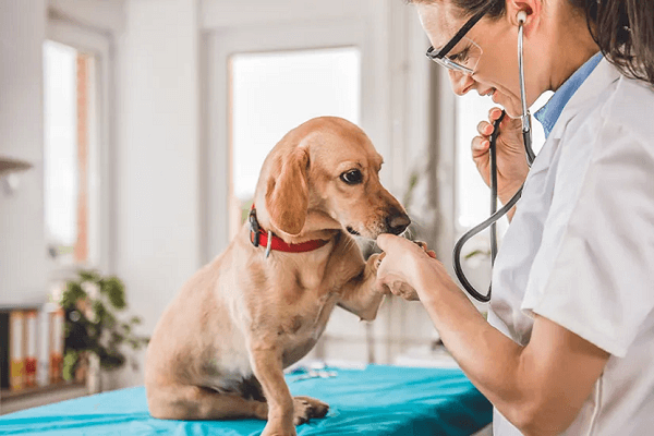 medicina veterinária preventiva são paulo pet a vet