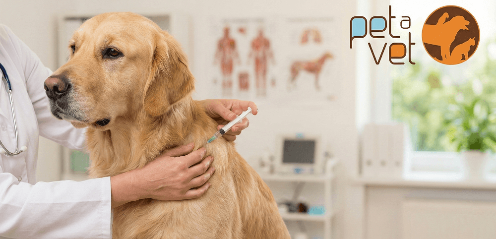 vacina antirrábica pet a vet são paulo