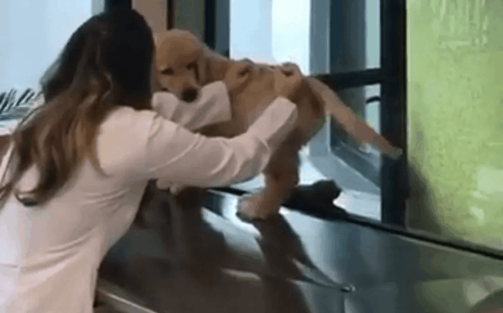 vacine seu pet cao mordendo filhote