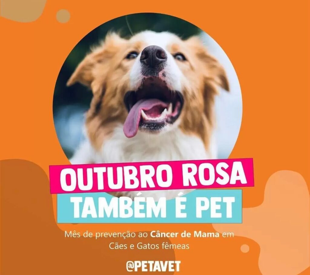 outubro rosa também é pet: câncer de mama em cadelas e gatas