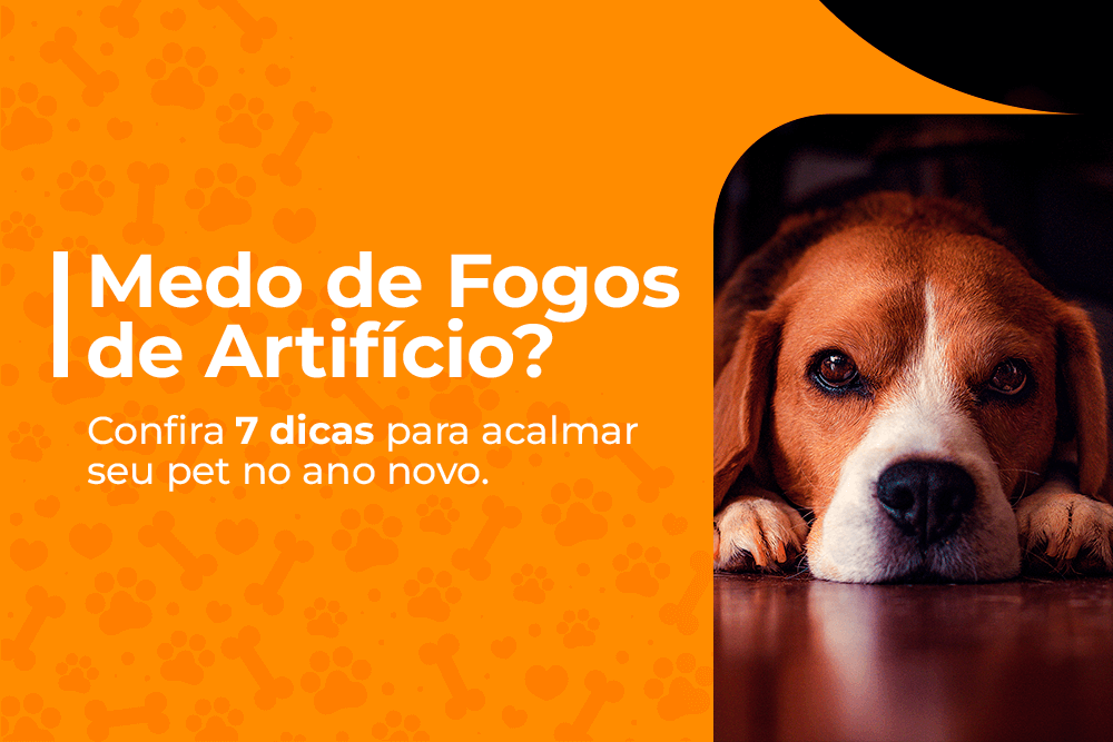 medo de fogos de artificio 7 dicas para proteger seu pet