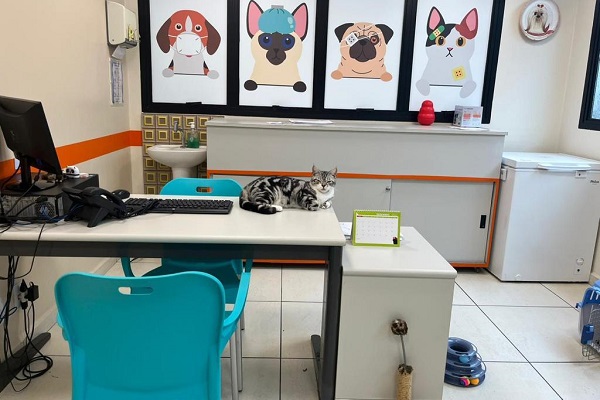 diagnóstico e procedimentos clínica veterinária pet a vet