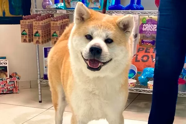 cachorro no pet shop pinheiros pet a vet cachorro no pet shop pinheiros pet a vet