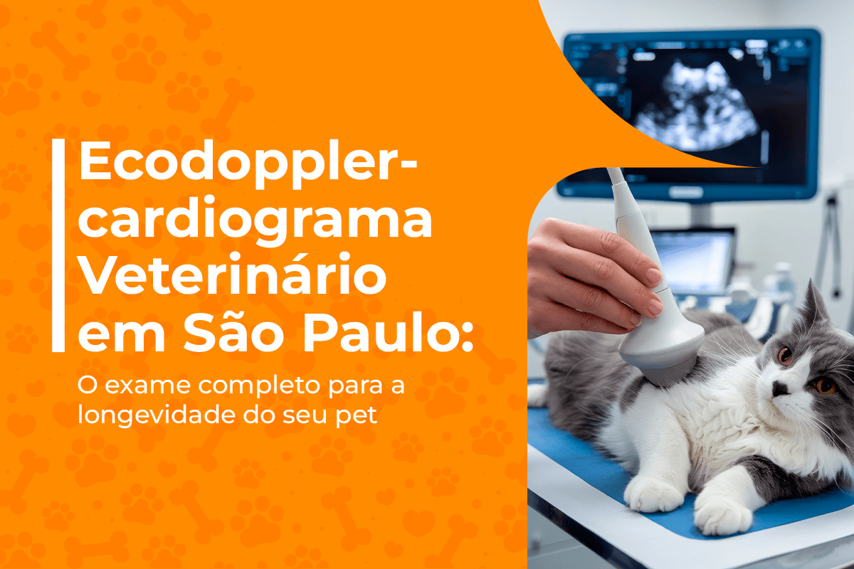 ecodopplercardiograma veterinário em São Paulo pet a vet