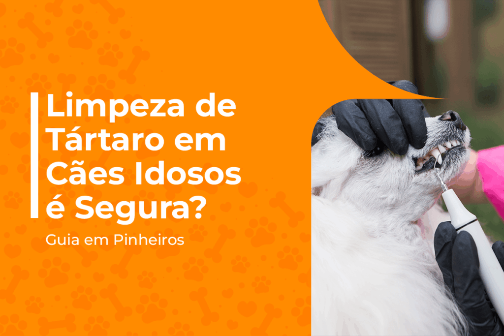 limpeza de tártaro em cães idosos