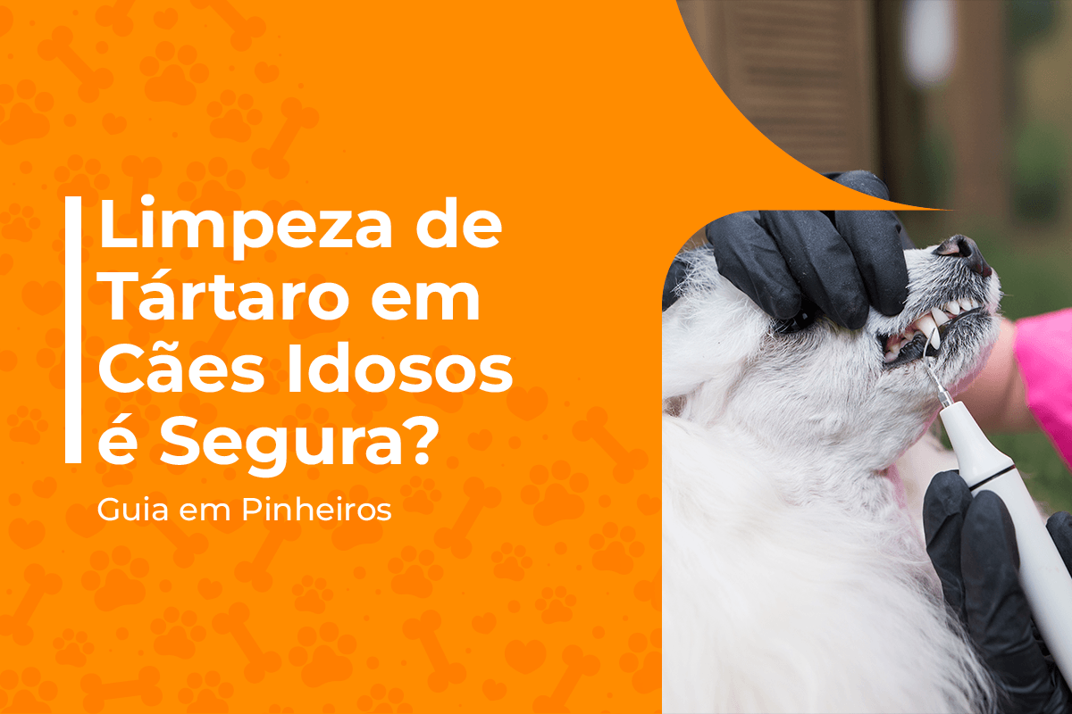 limpeza de tártaro em cães idosos