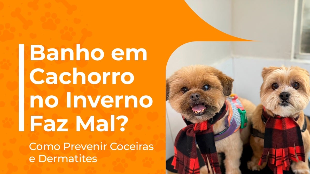 banho em cachorro no inverno faz mal como prevenir coceiras banho em cachorro no inverno faz mal como prevenir coceiras