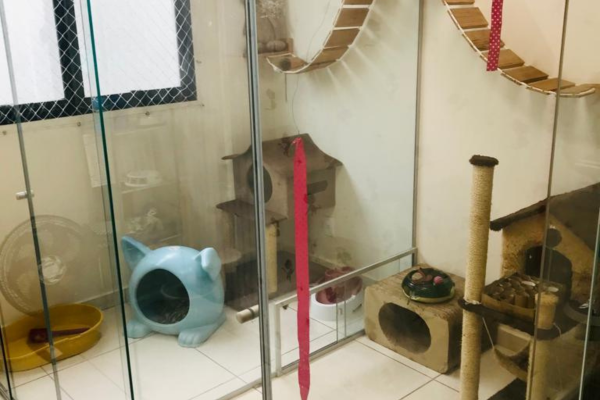 hotel para gatos pet a vet