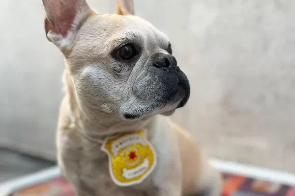 banho e tosa cão modelo pet a vet