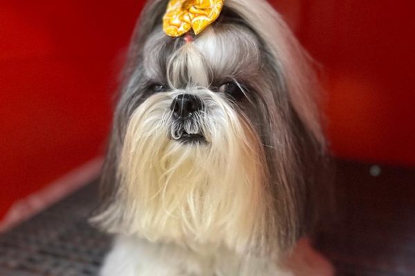 banho e tosa Shih Tzu pet a vet