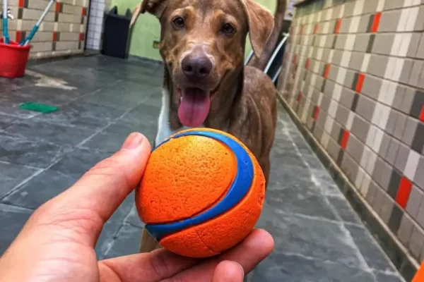 hotel para cães pinheiros cão brincando