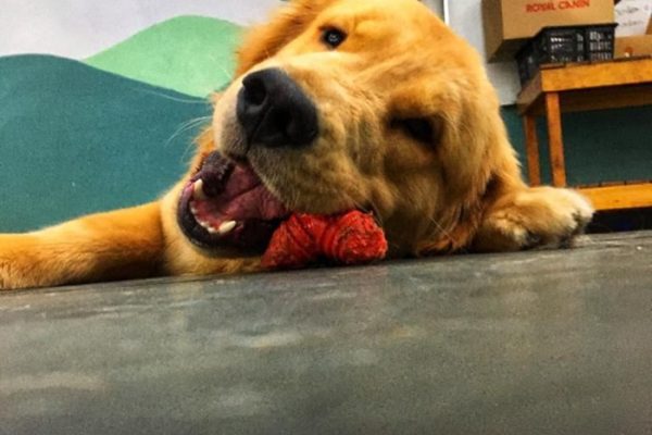 hotel para cães pet a vet