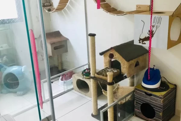hotel para gatos interior pet a vet vila madalena
