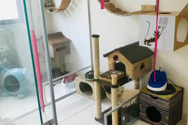hotel para gatos pet a vet pinheiros sp